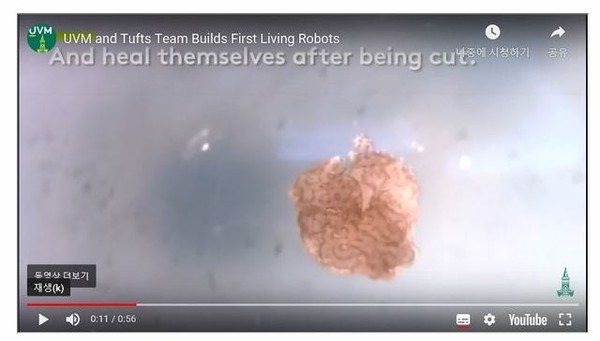 [ 미국 버몬트대학과 터프츠대학이 13일(현지시간) 유튜브에 공개한 세계최초 세포로봇 '제노봇' 관련 동영상 화면 캡춰 / 사진 = 뉴시스 ]