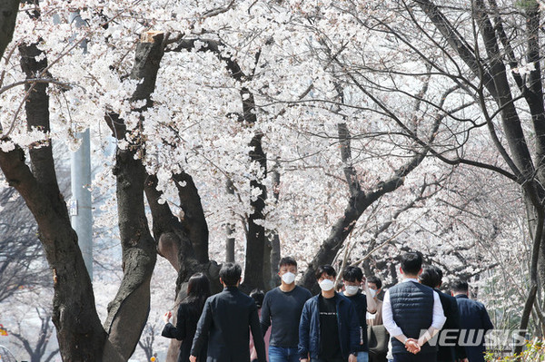 완연한 봄 날씨를 보인 31일 오후 서울 영등포구 여의도 윤중로 벚꽃길에 시민들이 활짝 핀 벚꽃 길을 마스크를 착용하고 산책하고 있다. 여의도 윤중로 벚꽃길은 4월 1일 부터 11일 까지 차량을 2일부터 사람들의 출입을 통제한다. [사진=뉴시스]