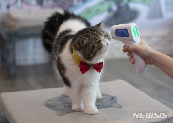 [ 지난 8일(현지시간) 태국 방콕의 한 고양이 카페에서 이곳 주인이 고양이의 체온을 체크하고 있다 / 사진 = 뉴시스 ]