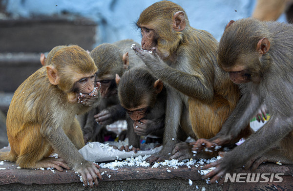 [ 인도 전역이 신종 코로나바이러스 감염증(코로나19) 확산 예방을 위해 봉쇄된 가운데 23일(현지시간) 인도 가우하티의 한 힌두교 사원 인근에서 원숭이들이 사회복지사들이 던져준 뻥튀기 쌀을 먹고 있다 / 사진 = 뉴시스 ]