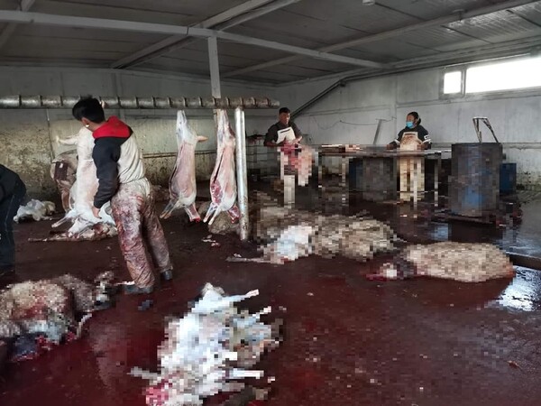 몽골 도축장/사진=유비 포스트