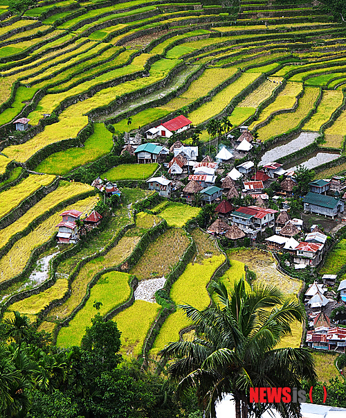 필리핀의 계단식 논./사진=뉴시스 제공.