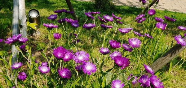 경기도 위례 신도시 스타필드 옥상정원