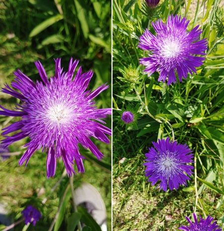 경기도 위례 신도시 스타필드 옥상정원