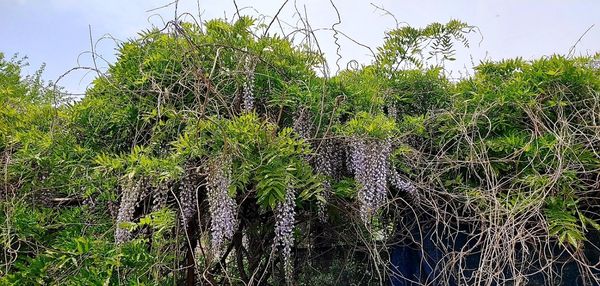 21.5.6. 경기도 연천군 청산면 대전리