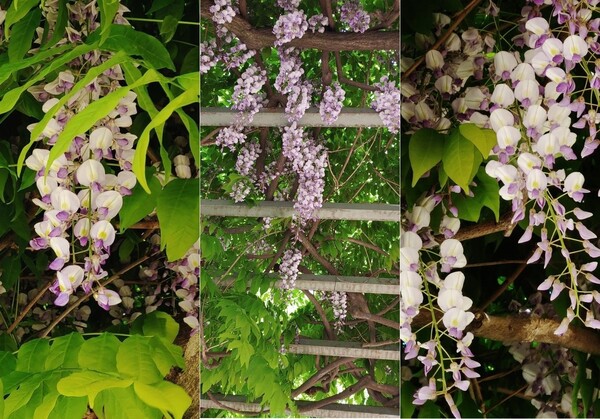 21.4.25. 서울시 송파구 올림픽공원