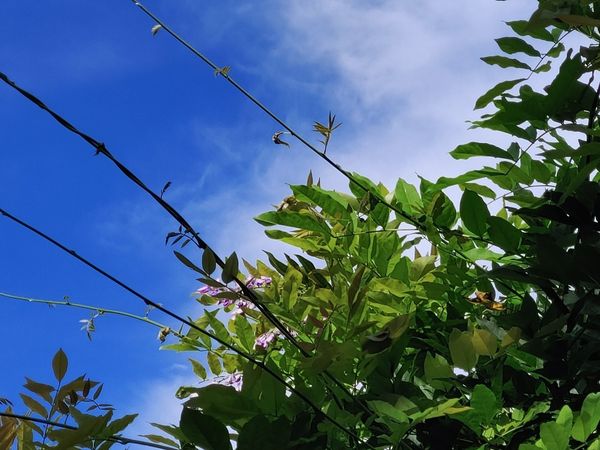 20.9.17. 대전 한밭수목원