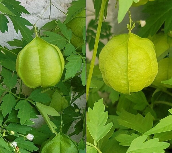 21.09.21 전북 전주시 완산구 바람 쐬는 길