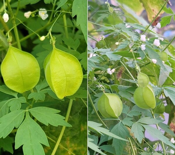 21.09.21 전북 전주시 완산구 바람 쐬는 길