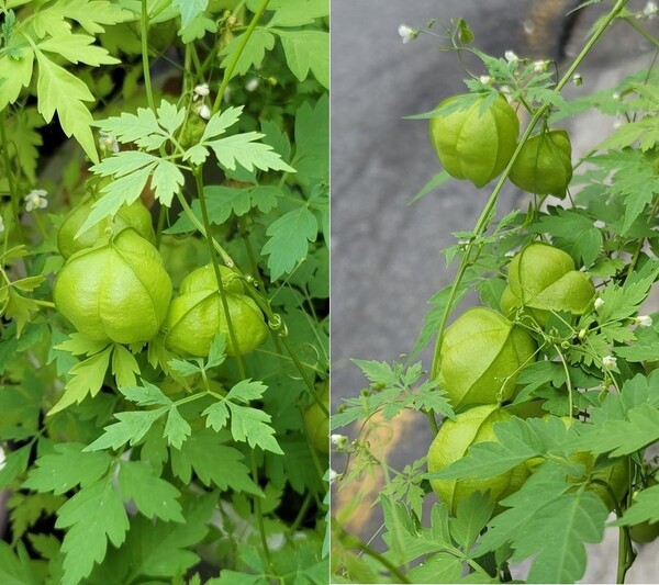 21.09.21 전북 전주시 완산구 바람 쐬는 길