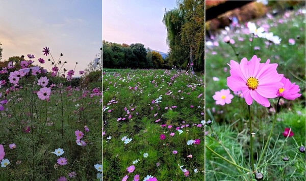 21.11.3 서울시 송파구 성내천