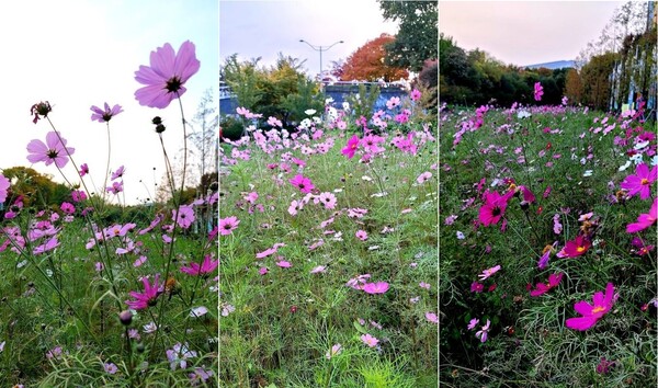 21.11.3 서울시 송파구 성내천