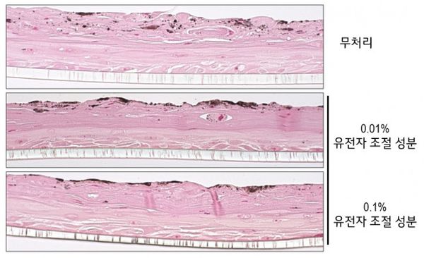 LG생활건강이 공개한 유전자 조절 소재의 멜라닌 색소 감소 효능/사진=LG생활건강 제공