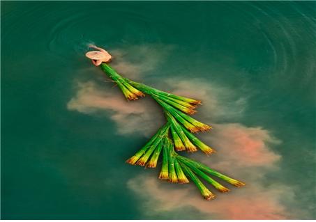 “우기의 다랑이 논”- 홍 응웬(Hong Nguyen), 2021년 5월, 라오까이, 밧삿 시 상마사오의 계단식 논밭.