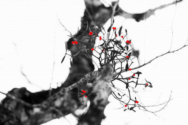 사진 = 정상기 사진작가 제공.