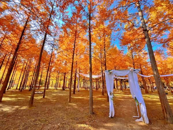 사진=남이섬 제공.