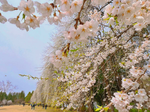 사진=남이섬 제공.