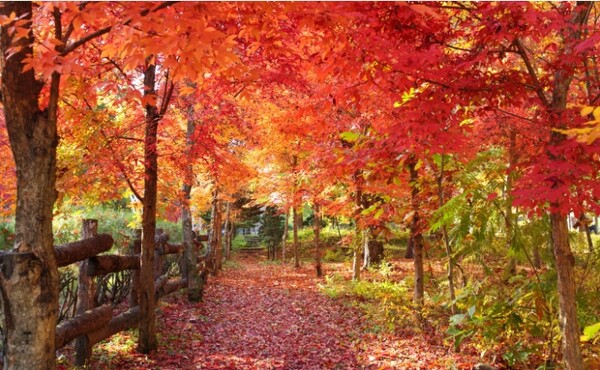 사진=남이섬 제공.