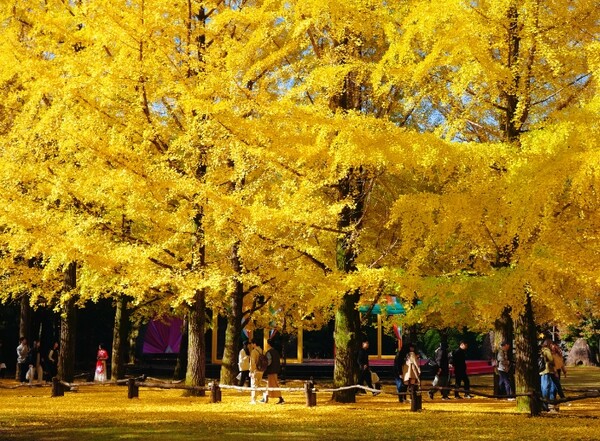 사진=남이섬 제공.