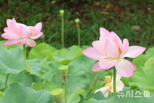 사진-뉴시스 제공,